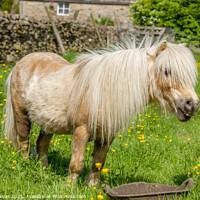 Buy canvas prints of Shetland pony in buttercups by Jaxx Lawson