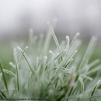 Buy canvas prints of Frosty grass by Hannah Temple