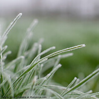 Buy canvas prints of Frosty grass  by Hannah Temple