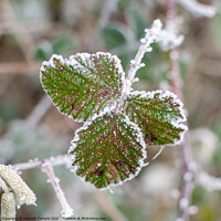 Buy canvas prints of Frosty leaves  by Hannah Temple