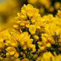 Buy canvas prints of Gorse flower  by Hannah Temple