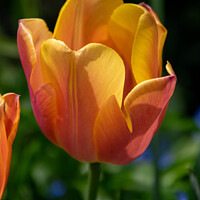 Buy canvas prints of Orange Tulip by Hannah Temple
