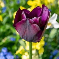 Buy canvas prints of Purple Tulip by Hannah Temple