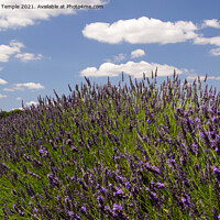 Buy canvas prints of Lavender Field  by Hannah Temple