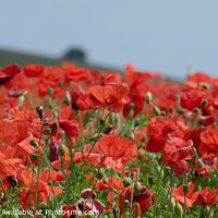 Buy canvas prints of Poppy Field  by Hannah Temple