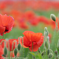 Buy canvas prints of Poppies  by Hannah Temple