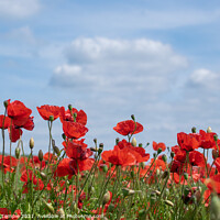Buy canvas prints of Poppy field  by Hannah Temple