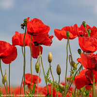 Buy canvas prints of Poppy field  by Hannah Temple