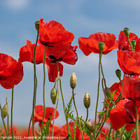 Buy canvas prints of Poppy Field  by Hannah Temple