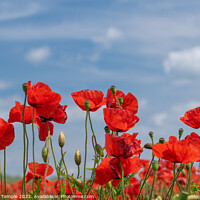 Buy canvas prints of Poppy Field  by Hannah Temple