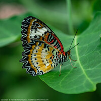 Buy canvas prints of Leopard Lacewing Butterfly  by Hannah Temple