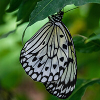 Buy canvas prints of Malabar Tree Nymph Butterfly  by Hannah Temple