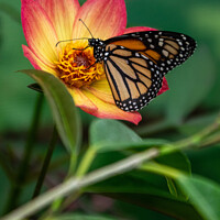 Buy canvas prints of Monarch Butterfly by Hannah Temple