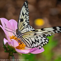 Buy canvas prints of Malabar Tree Nymph Butterfly  by Hannah Temple