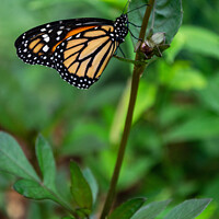 Buy canvas prints of Monarch Butterfly  by Hannah Temple