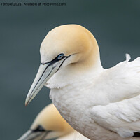Buy canvas prints of Gannet by Hannah Temple