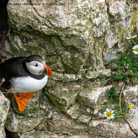 Buy canvas prints of Puffin by Hannah Temple