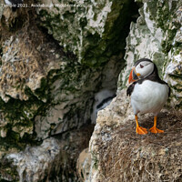 Buy canvas prints of Puffin by Hannah Temple