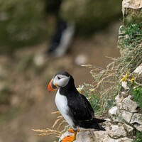 Buy canvas prints of Puffin  by Hannah Temple