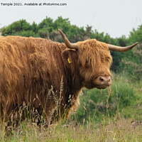 Buy canvas prints of Highland Cow  by Hannah Temple