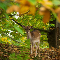 Buy canvas prints of Fawn through the leaves  by Hannah Temple