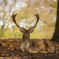 Buy canvas prints of Stunning Stag by Hannah Temple
