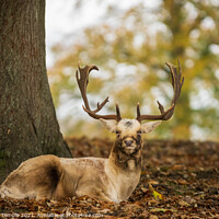Buy canvas prints of Stag by Hannah Temple