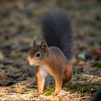 Buy canvas prints of Red Squirrel  by Hannah Temple