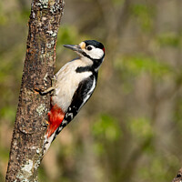 Buy canvas prints of Great Spotted Woodpecker by Hannah Temple