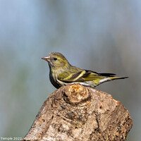 Buy canvas prints of Siskin by Hannah Temple