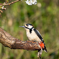 Buy canvas prints of Great spotted woodpecker  by Hannah Temple