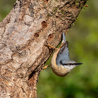 Buy canvas prints of Nuthatch  by Hannah Temple