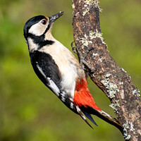 Buy canvas prints of Great spotted woodpecker by Hannah Temple