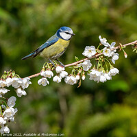 Buy canvas prints of Blue tit  by Hannah Temple