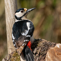 Buy canvas prints of Great spotted woodpecker  by Hannah Temple