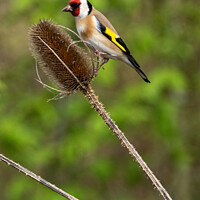 Buy canvas prints of Goldfinch  by Hannah Temple