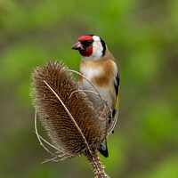 Buy canvas prints of Goldfinch by Hannah Temple