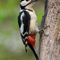 Buy canvas prints of Great spotted woodpecker by Hannah Temple