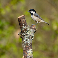 Buy canvas prints of Coal Tit  by Hannah Temple
