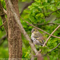 Buy canvas prints of Siskin  by Hannah Temple