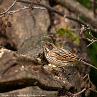Buy canvas prints of Reed Bunting  by Hannah Temple