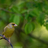 Buy canvas prints of Greenfinch by Hannah Temple