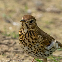Buy canvas prints of Song Thrush  by Hannah Temple