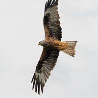 Buy canvas prints of Red Kite  by Hannah Temple