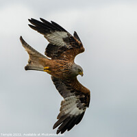 Buy canvas prints of Red Kite swooping  by Hannah Temple