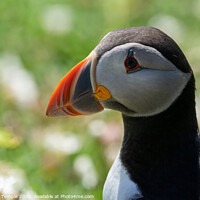 Buy canvas prints of Atlantic Puffin  by Hannah Temple