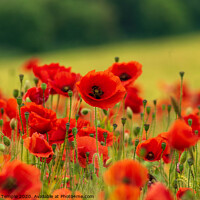Buy canvas prints of Poppy Field by Hannah Temple