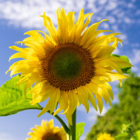 Buy canvas prints of Beautiful Sunflower by Hannah Temple