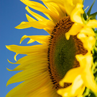 Buy canvas prints of Close up of a Sunflower by Hannah Temple