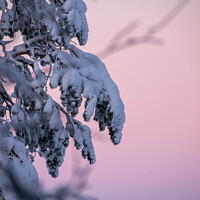 Buy canvas prints of Snow covered branches against a pink sky  by Hannah Temple